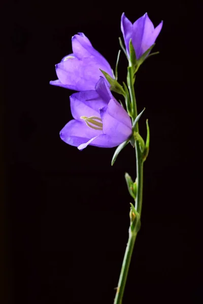 Három Pályázati Bell Virágok Fekete Háttér — Stock Fotó