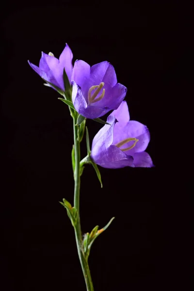 Trois Fleurs Tendres Cloche Sur Fond Noir — Photo