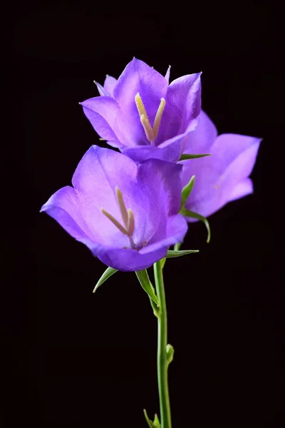 Detailoverzicht Van Drie Bell Bloemen Zwarte Achtergrond — Stockfoto