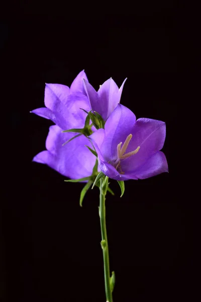 Samenstelling Van Vier Violet Bell Bloemen Zwarte Achtergrond — Stockfoto
