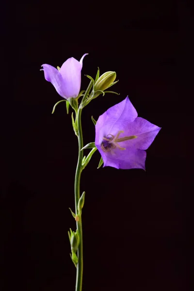 Two violet bell flowers on black background