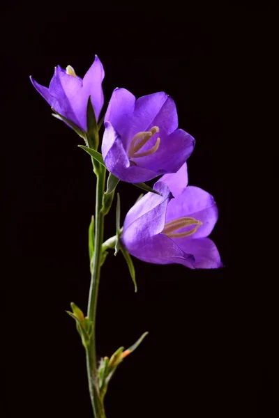 Detail view of three bell flowers on black background