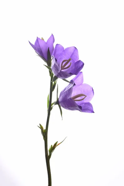 Tre Ljusa Violett Bell Blommor Isolerad Vit Bakgrund — Stockfoto