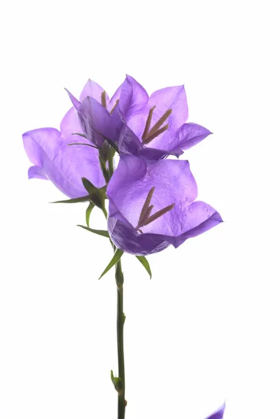 Närbild Mogna Bell Blommor Isolerad Vit Bakgrund — Stockfoto