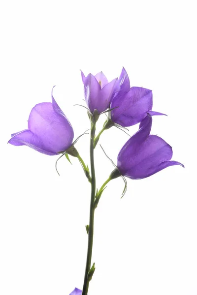 Närbild Mogna Bell Blommor Isolerad Vit Bakgrund — Stockfoto