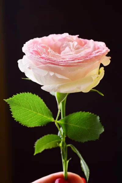 Reife Teerose Mit Wassertropfen Auf Schwarzem Hintergrund — Stockfoto