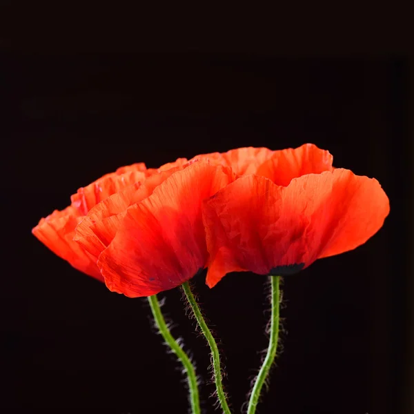 黒の背景に赤いケシの花のクローズ アップ — ストック写真