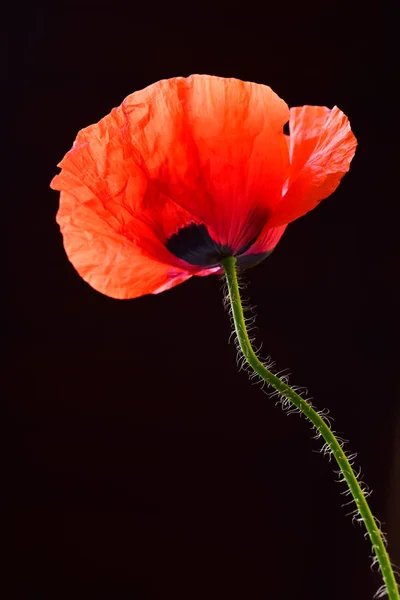 成熟的红色罂粟在黑色背景 — 免费的图库照片