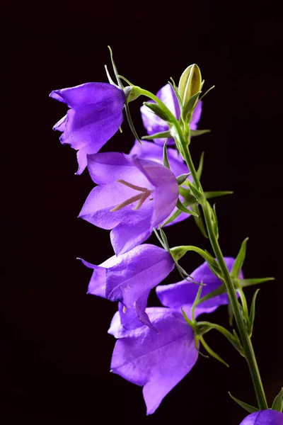 Fleurs Cloche Violet Vif Mûres Sur Fond Noir — Photo