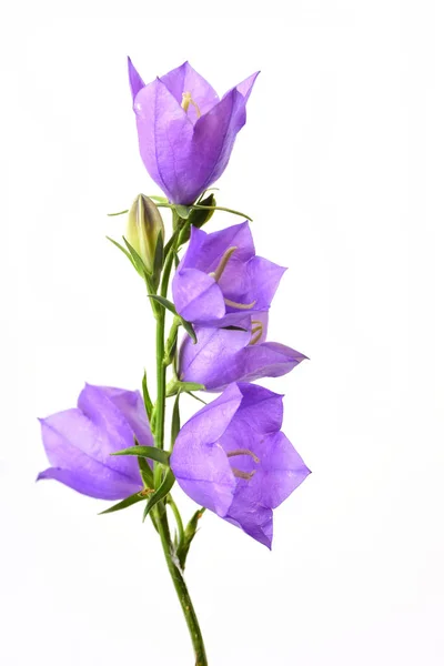 Färsk Bell Blommor Gren Isolerad Vit Bakgrund — Stockfoto