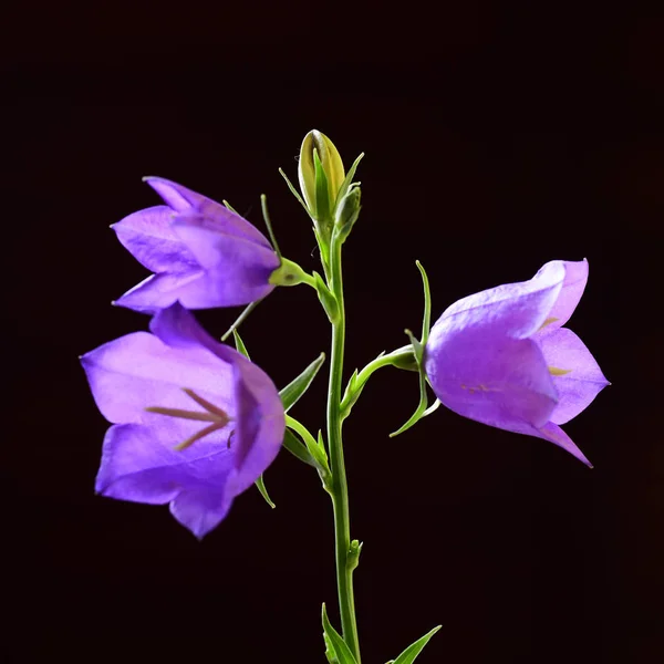 Macro shot of three bell flowers on black background