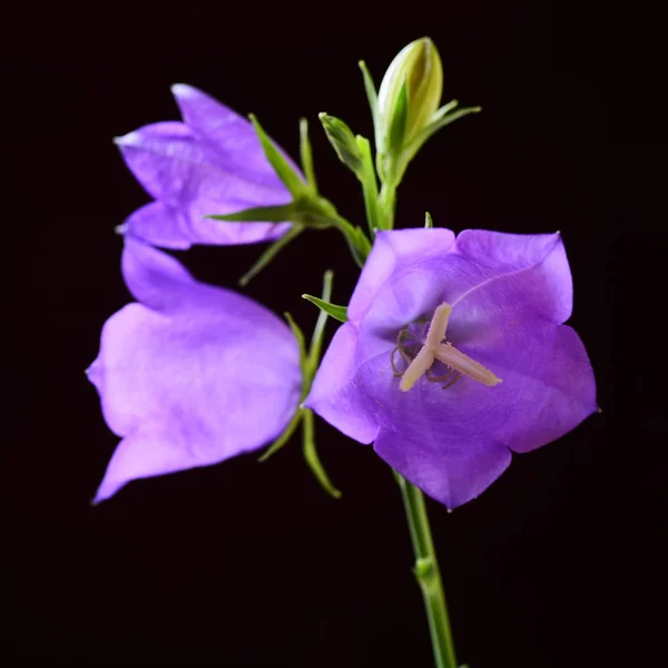 Makro Szemcsésedik Ból Három Harang Virág Fekete Háttér — Stock Fotó