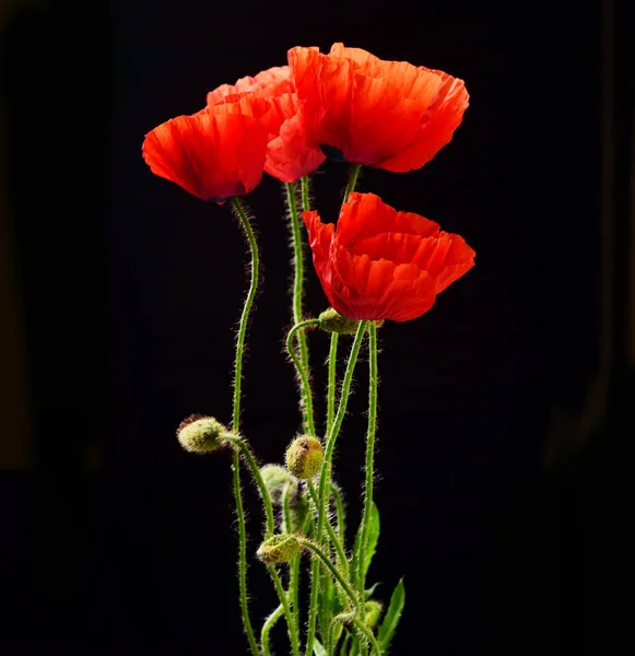 Frische Rote Mohnblumen Auf Schwarzem Hintergrund — Stockfoto