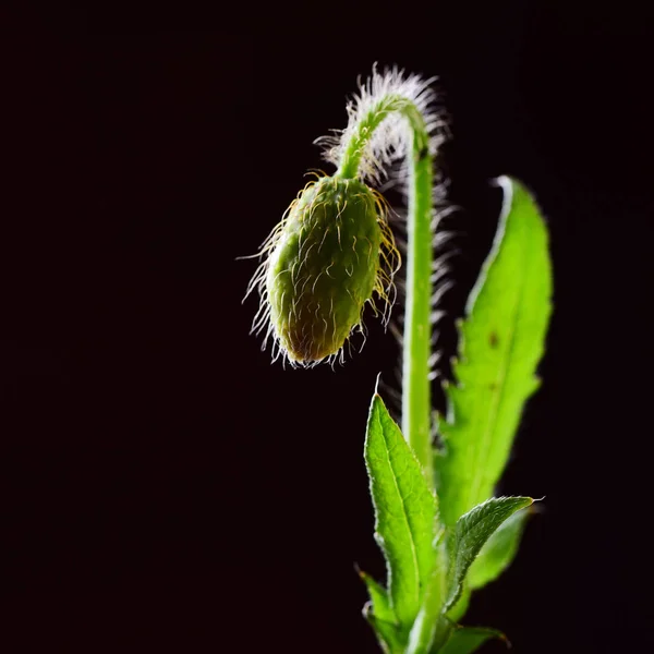 Green Poppy Bud Leaves Black Background — Stock Photo, Image