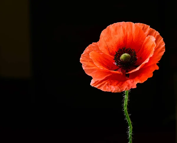 Ripe Red Poppy Black Background — Stock Photo, Image
