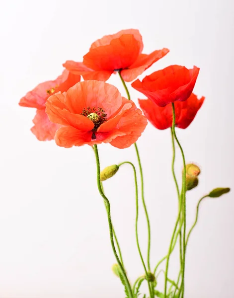 白色背景上的新鲜红罂粟 — 图库照片