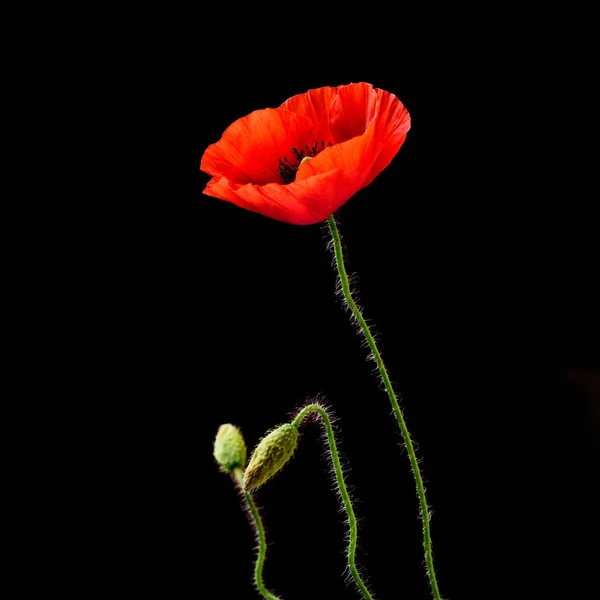 Amapola Roja Brillante Con Brotes Verdes Sobre Fondo Negro —  Fotos de Stock