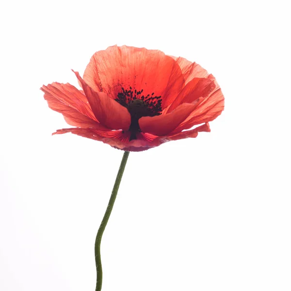 Closeup Ripe Red Poppy Isolated White Background — Stock Photo, Image