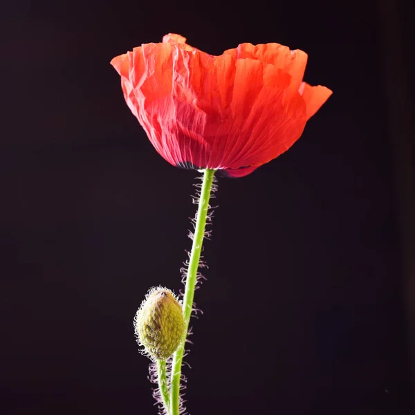 黑色背景芽红色罂粟花 — 图库照片