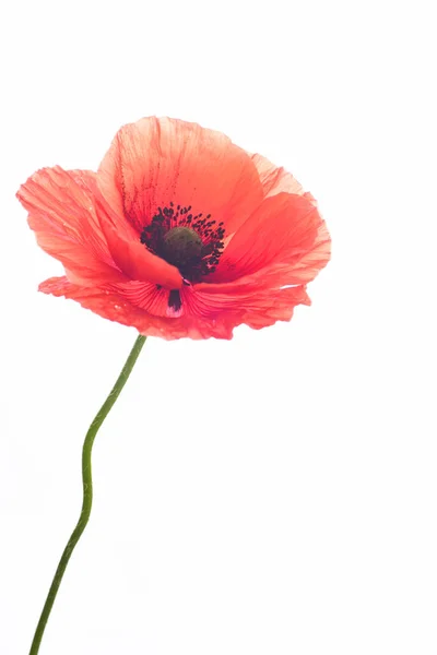 Rijpe Rode Papaver Geïsoleerd Witte Achtergrond — Stockfoto