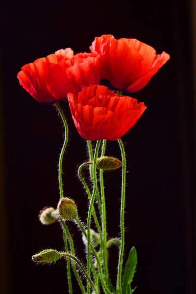 黑色背景上的鲜红色罂粟花 — 图库照片