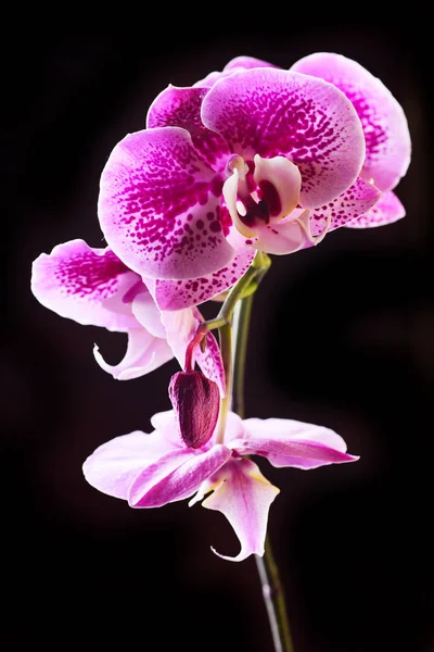 Fechar Flores Rosa Pontilhadas Brilhantes Orquídea Fundo Preto — Fotografia de Stock