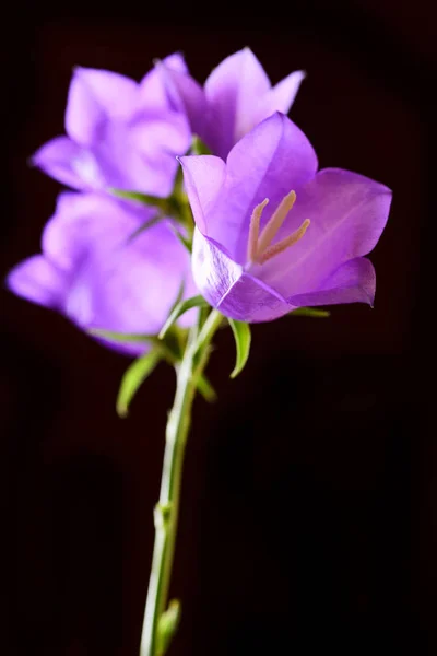 Vista Vicino Teneri Fiori Campana Matura Sfondo Nero — Foto Stock