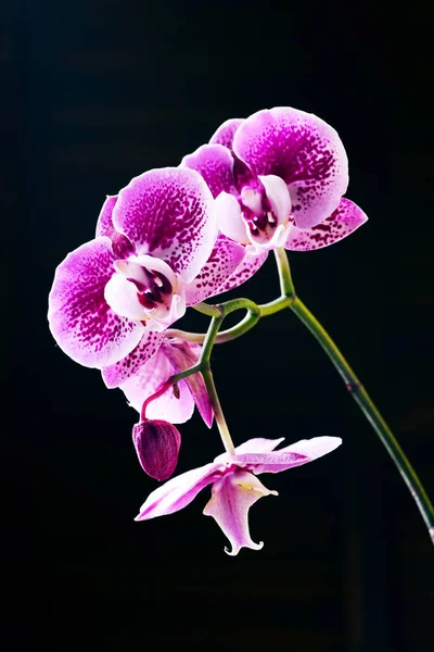 Flores Orquídea Rosa Pontilhadas Brilhantes Fundo Preto — Fotografia de Stock