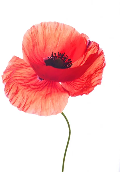 Rijpe Rode Papaver Geïsoleerd Witte Achtergrond — Stockfoto