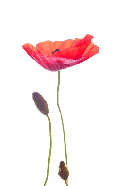 Bright Red Poppy Green Buds Isolated White Background — Stock Photo, Image