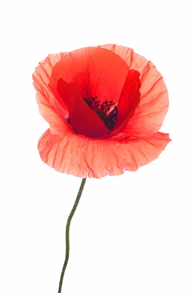 Rijpe Rode Papaver Geïsoleerd Witte Achtergrond — Stockfoto