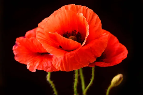 Closeup Red Poppies Black Background — Stock Photo, Image