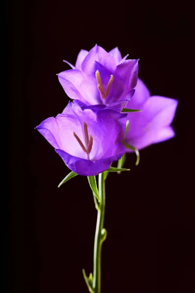 Vista Vicino Teneri Fiori Campana Matura Sfondo Nero — Foto Stock