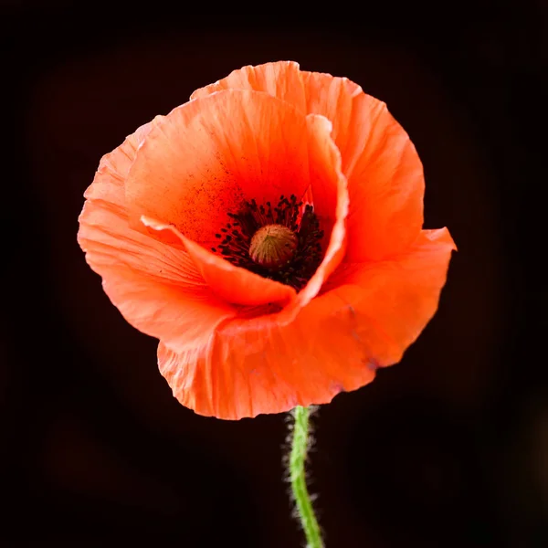 成熟的红色罂粟在黑色背景 — 图库照片