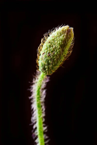 Makro Skott Liten Vallmo Knopp Svart Bakgrund — Stockfoto