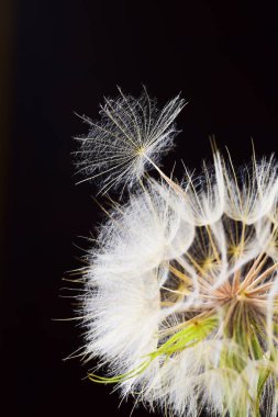 Kopya alanı siyah zemin üzerine kabarık karahindiba