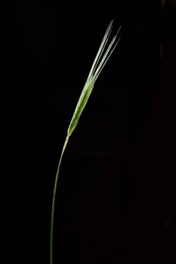 Siyah zemin üzerine yeşil buğday kulak