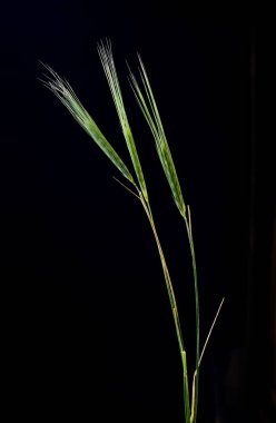 Siyah zemin üzerine yeşil buğday kulak