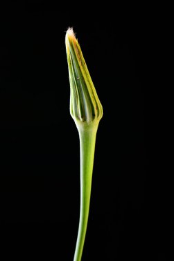 Kapalı çiçek çiçek görünümünü siyah arka plan üzerine kırpılmış