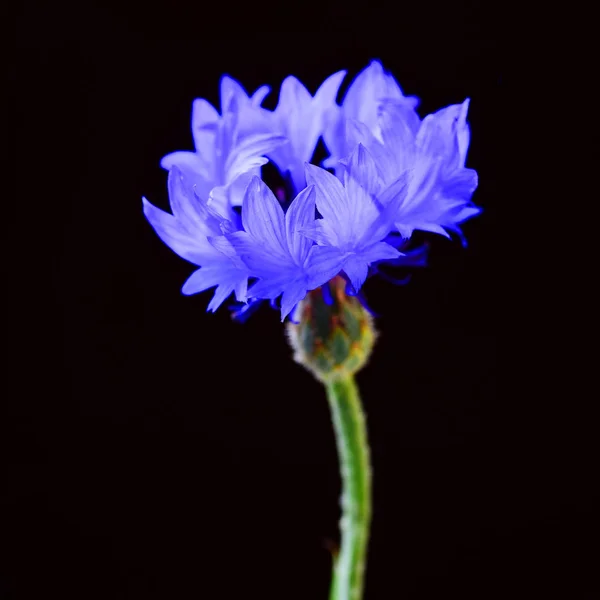 Cropped View Blue Chicory Black Background — Stock Photo, Image