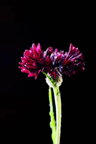 Vista Tonica Cicoria Rosso Scuro Sfondo Nero — Foto Stock