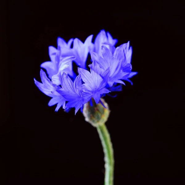 Cropped View Blue Chicory Black Background — Stock Photo, Image