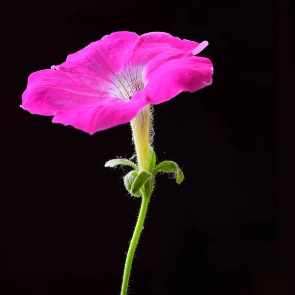 Bright Pink Petunia Black Background — Stock Photo, Image