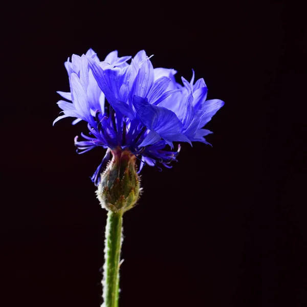 Vedere Decupată Cicorii Albastre Fundal Negru — Fotografie, imagine de stoc