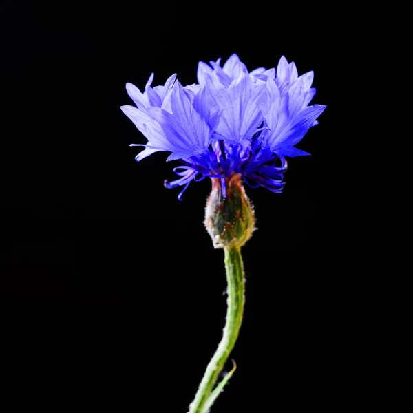 Detail View Bright Blue Chicory Black Background — Stock Photo, Image