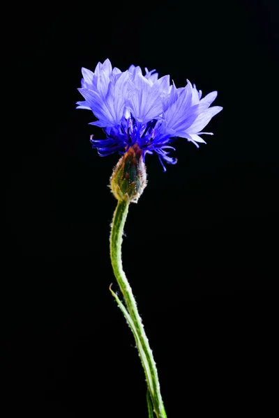 Vedere Detaliată Cicorii Albastre Strălucitoare Fundal Negru — Fotografie, imagine de stoc