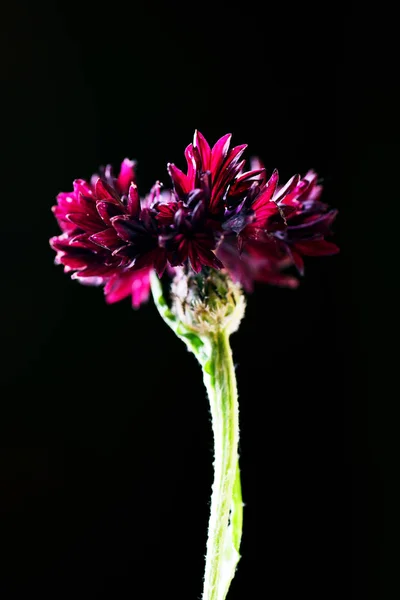 Vista Tonificada Achicoria Roja Oscura Sobre Fondo Negro — Foto de stock gratuita