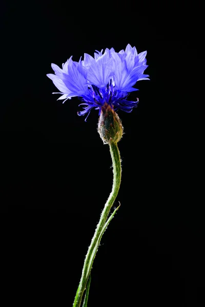 Vedere Detaliată Cicorii Albastre Strălucitoare Fundal Negru — Fotografie, imagine de stoc