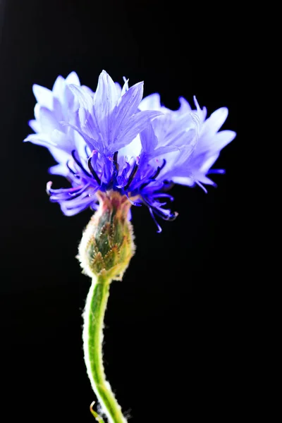 Vedere Detaliată Cicorii Albastre Strălucitoare Fundal Negru — Fotografie, imagine de stoc