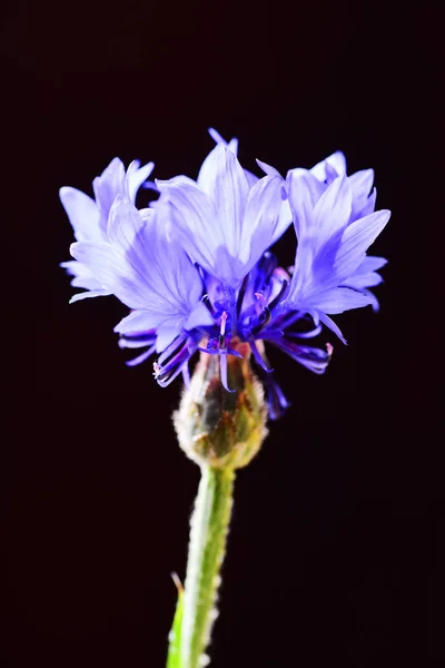 Macro Shot Blue Chicory Black Background — Stock Photo, Image